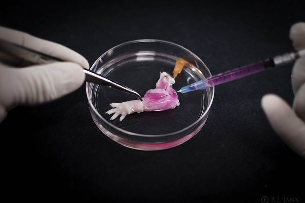 Science & Technology : This rat paw was grown in the laboratory