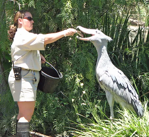 Meet the Shoebill Stork