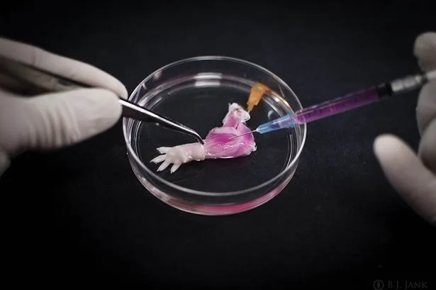 rat paw was grown in the laboratory