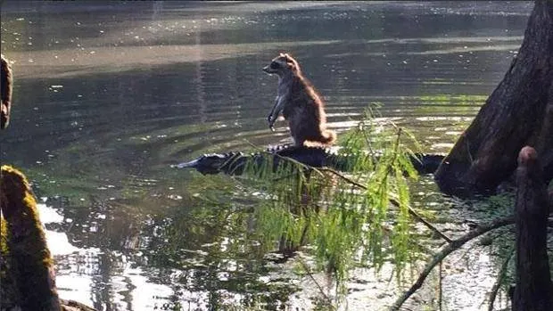 Raccoon riding on Alligator