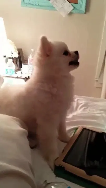 Epic Pomeranian Puppy sneeze (Original)