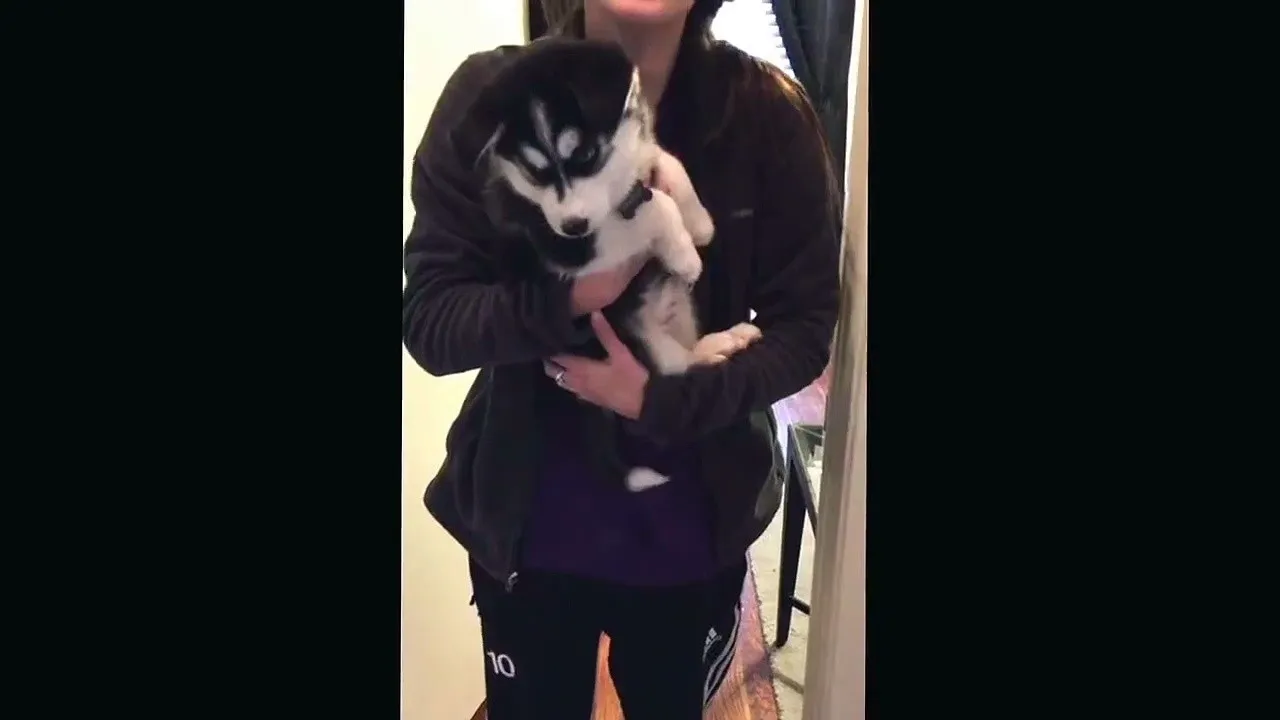 Talking husky puppy