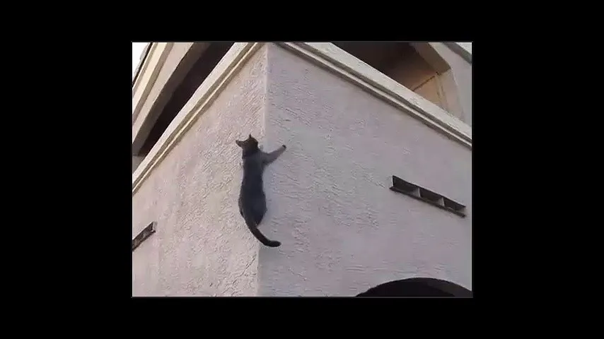 Spider kitty vs wall