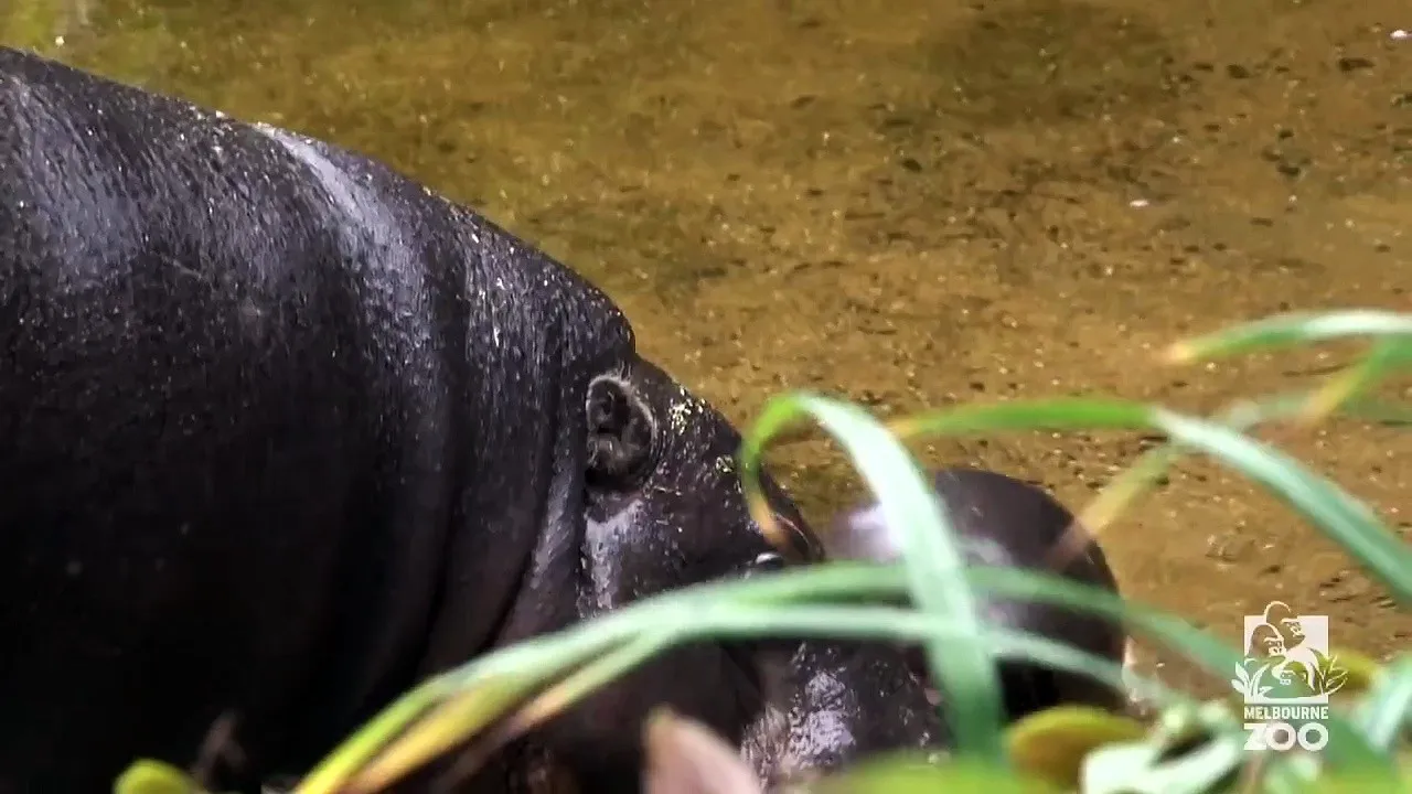 Pygmy Hippo baby makes a splash