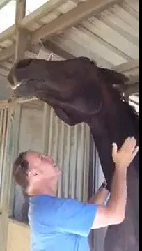 The hugging horse
