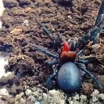 Rare funnel-web spider striking