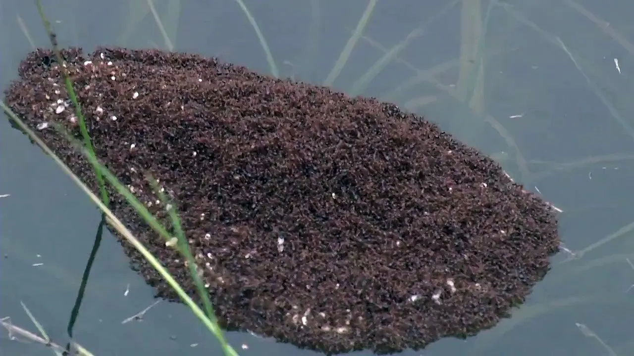 Island of ants seen floating after SC flooding